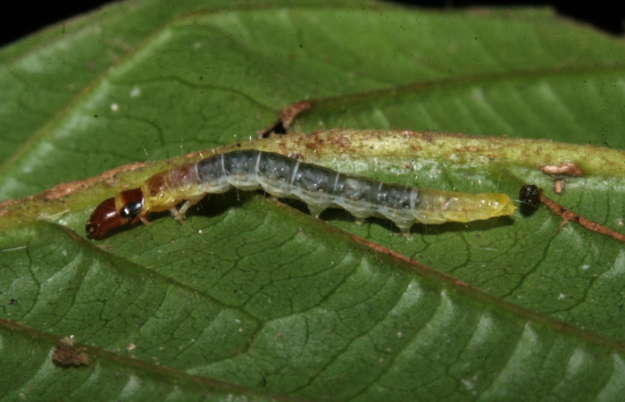 Figura 11. <i>Antaeotricha</i> Janzen12 (Depressariidae), último estadio, posición lateral, Estación Caribe. Voucher 09-SRNP-42320-DHJ466515.jpg.