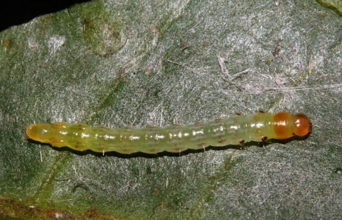 Figura 3. Larva <i>Antaeotricha</i> Janzen07 (Depressariidae), tercer estadio, posición dorsal, Sector San Cristóbal, Sendero Albergue Crater. Voucher 09-SRNP-4451-DHJ463991.jpg.