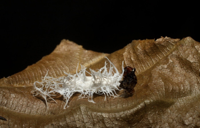 Figura 15. Capullo de avispa, <i>Prasmodon almasolisae</i> (Braconidae), parásito de <i>Antaeotricha</i> Janzen07 (Depressariidae). Voucher 10-SRNP-42714-DHJ480648.jpg.