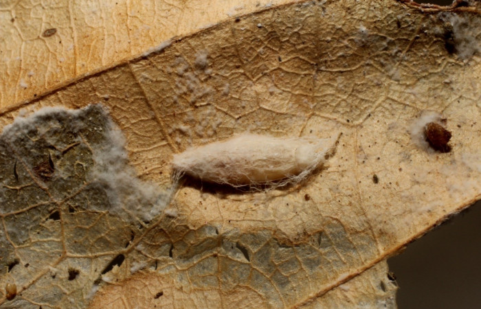 Figura 17. Capullo de avispa <i>Apanteles tiboshartae</i> (Braconidae), parásito de <i>Antaeotricha</i> Janzen07 (Depressariidae). Voucher 12-SRNP-3640-DHJ801119.jpg.