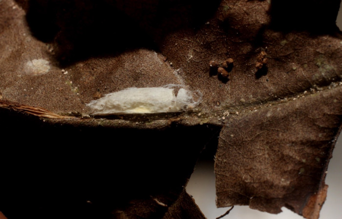 Figura 16. Capullo de avispa eclosionado, <i>Apanteles juancarrilloi</i> (Braconidae),  parásito de <i>Antaeotricha</i> Janzen07 (Depressariidae). Voucher 12-SRNP-4830-DHJ801193.jpg.