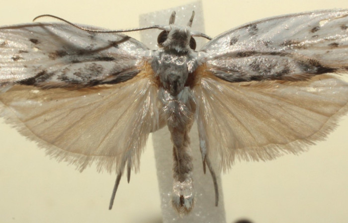 Figura 12. Adulto de <i>Antaeotricha</i> Janzen12 (Depressariidae), vista dorsal. Voucher 13-SRNP-103532-DHJ676253.jpg.
