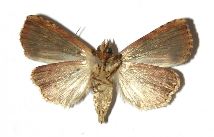 Fig 3. Adulto <i>Perigea micrippia</i>, vista ventral, mide 25 mm en alas abiertas.  Voucher 04-SRNP-56784 DHJ321829.