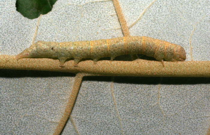 Fig. 15. Larva <i>Perigea drusilla</i>, vista lateral, en PU estadio, alimentándose de <i>Piptocarpha poeppigiana</i> (Asteraceae). Voucher 09-SRNP-70793-DHJ460960.jpg.