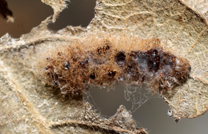 Fig. 12 Restos de parásito eclosionados de la  familia Eulophidae, </i>Euplectrus mikesharkeyi</i> en restos de larva <i>Perigea micrippia</i>. Voucher 10-SRNP-36122DHJ802230.jpg.