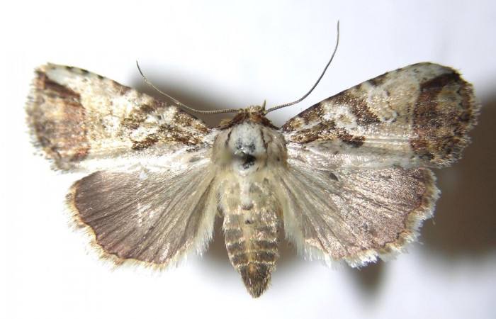 Fig 4. Adulto de mariposa <i>Perigea micrippia</i>, vista dorsal, mide 24 mm en alas abiertas. Voucher 14-SRNP-31660 DHJ951056.