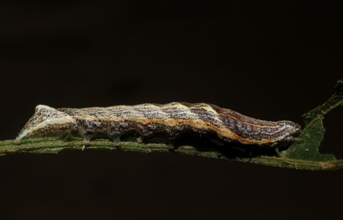 Fig. 18 Larva <i>Perigea</i> Janzen01, vistal lateral entero, alimentándose <i>Lepidaploa tortuosa</i> (Asteraceae). Voucher 14-SRNP-44242-DHJ803275.jpg.