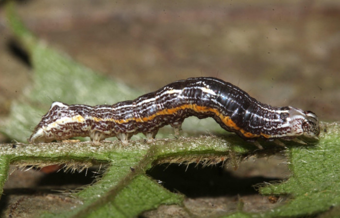 Fig. 8. Larva <i>Perigea micrippia</i>, vista lateral entero, en penúltimo estadio mide 17 mm de largo. Sitio Estación Pitilla. Voucher 17-SRNP-31758-DHJ739498.jpg.