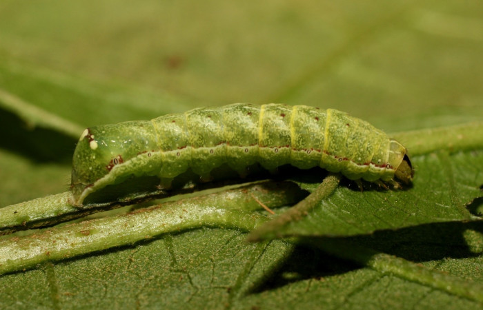 Fig. 6 Larva <i>Perigea micrippia</i>, en último estadio mide 24 mm de largo, vista dorsal. Sitio Góngora, Sector Cacao. Voucher 18-SRNP-36178-DHJ747086.jpg.