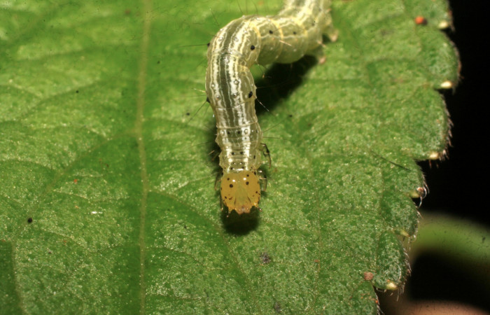 Fig.10 Vista Cabeza en penúltimo estadio, <i>Chrysodeixis <i>includens (Noctuidae)</i>, se colecto, 03 de Agosto 2009, Sector Rincon Rain Forest, Finca Aurita 460mts, (09-SRNP-40294-DHJ452204.jpg).