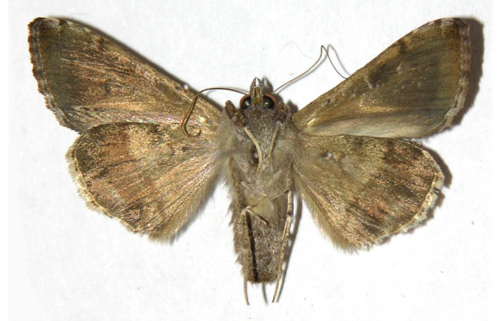 Fig.2 Vista ventral hembra, <i>Chrysodeixis includens</i> (Noctuidae). Eclosionó 23 de Marzo 2002 Sector Del Oro. Camino mangos 480mts. ( 02-SRNP-28438-DHJ315539.jpg).
