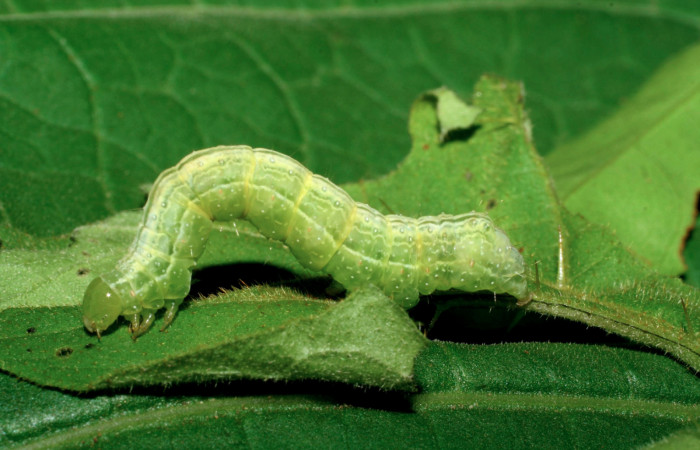 Fig.5 Vista lateral , <i>Chrysodeixis includens</i> (Noctuidae). se colecto, 15 de Marzo 2006 Sector Mundo Nuevo, Vado Miramonte 305mts. (06-SRNP-55685-DHJ417656.jpg)