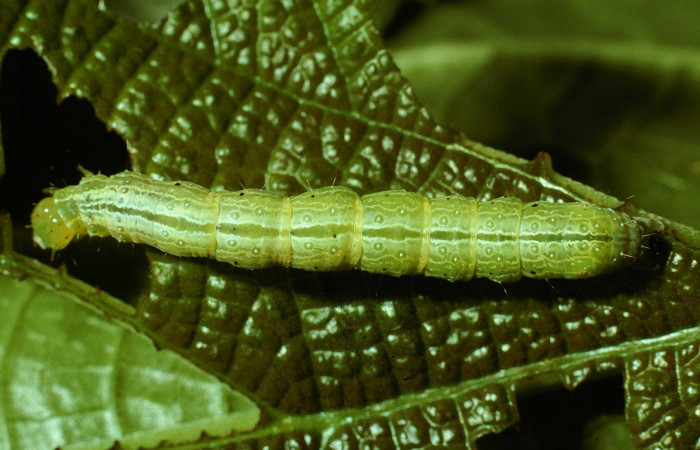 Fig.6 Vista dorsal, <i>Chrysodeixis includens</i> (Noctuidae). se colectó, 01 de Octubre 2001 Sector San Cristóbal,Sendero corredor 620mts. (01-SRNP-3528-DHJ61711.jpg)