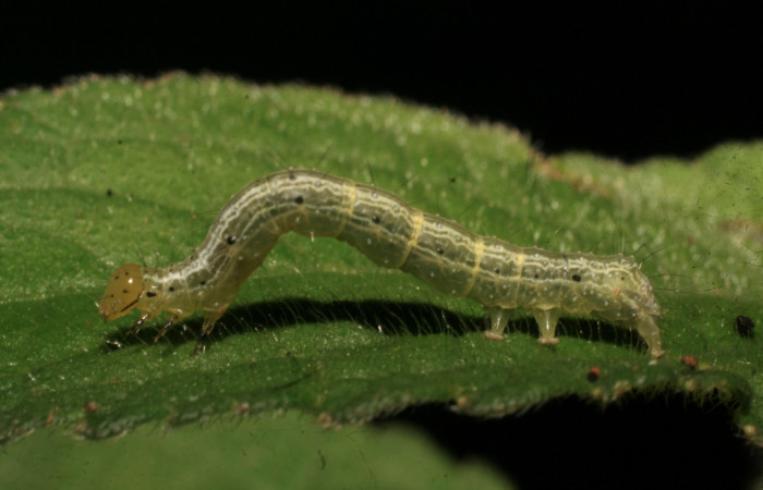 Fig.8 Vista lateral en penultimo estadio, <i>Chrysodeixis includens</i> (Noctuidae). se colecto, 03 de Agosto 2009, Sector Rincon Rain Forest, Finca Aurita 460mts, (09-SRNP-40294-DHJ452202.jpg).