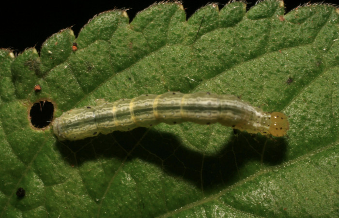 Fig.9 Vista dorsal en penultimo estadio <i>Chrysodeixis includens</i> (Noctuidae), se colecto, 03 de Agosto 2009, Sector Rincon Rain Forest, Finca Aurita 460mts, (09-SRNP-40294-DHJ452203.jpg).