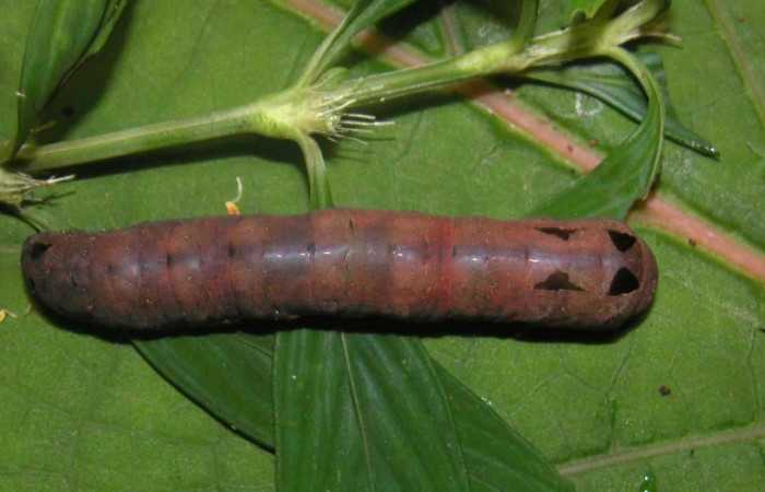 Figura 12. <i>Spodoptera androgea</i> (Noctuidae). Último estadio. Parte dorsal. Voucher: 04-SRNP-56330-DHJ400254.jpg.