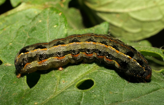 Figura 5. <i>Spodoptera latifascia</i> (Noctuidae). Vista dorsal. Voucher:07-SRNP-347-DHJ418385.jpg.