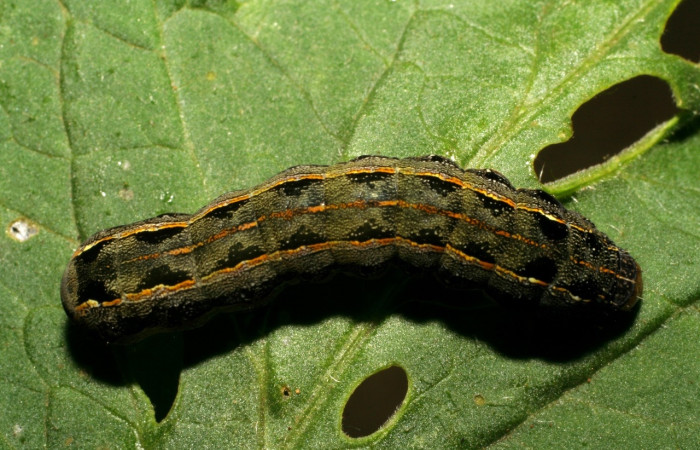 Figura 6. <i>Spodoptera latifascia</i> (Noctuidae). Vista dorsal. Voucher:07-SRNP-347-DHJ418386.jpg.