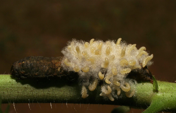 Figura 13. Larvas de <i>Cotesia scotti</i> (Braconidae) saliendo del cuerpo de <i>Spodoptera latifascia</i> (Noctuidae). Penúltimo estadio. Parte dorsal. Voucher: 14-SRNP-80113-DHJ714092.jpg.