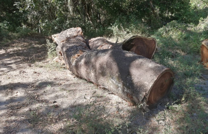 6 de enero 2023  Papagayo, Nacascolo de Liberia  Foto: Brigada de Prevención Protección y Control del ASP- ACG