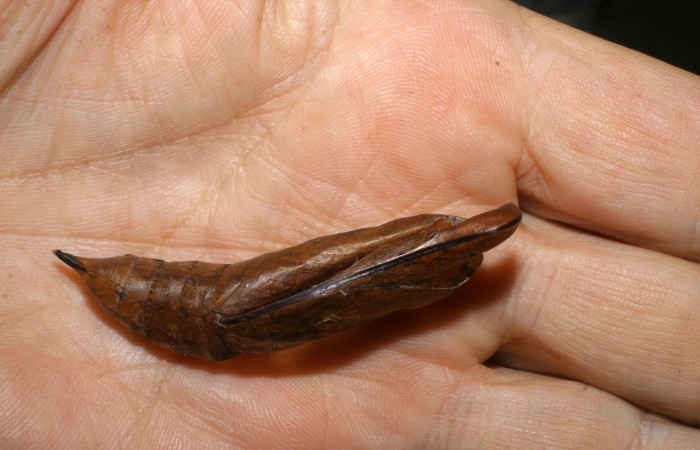 Fig.06. Muda pupa de <i>Xylophanes belti</i>, vista ventral, 62mm de longitud. Voucher: 06-SRNP-36181-DHJ447788.jpg.