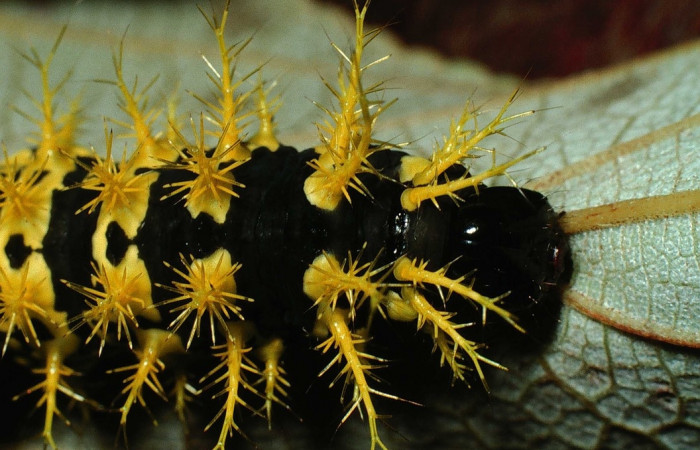 Fig. 3 Larva <i>Molippa simillima</i>(Saturniidae), en grupo, mide 48mm. Sendero Maritza, Sector Cacao, 760m. 01-SRNP-21236-DHJ62285.jpg
