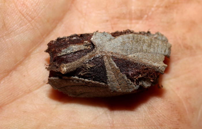 Fig. 5 Capullo <i>Molippa simillima</i> (Saturniidae). Sendero Maritza, Sector Cacao, 760m. 10-SRNP-36767-DHJ498238.jpg
