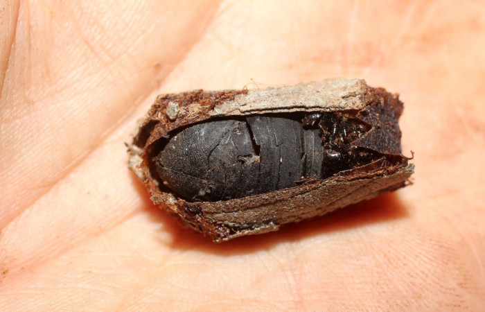 Fig. 5 Capullo <i>Molippa simillima</i> (Saturniidae). Sendero Maritza, Sector Cacao, 760m. 10-SRNP-36767-DHJ498240.jpg