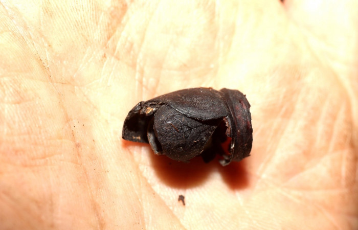 Fig. 7 Puparia <i>Molippa simillima</i> (Saturniidae). Sendero Maritza, Sector Cacao, 760m. 10-SRNP-36767-DHJ498241.jpg