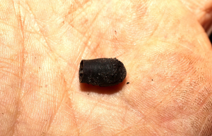 Fig. 7 Puparia <i>Molippa simillima</i> (Saturniidae). Sendero Maritza, Sector Cacao, 760m. 10-SRNP-36767-DHJ498242.jpg