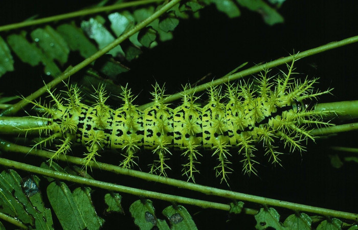 Fig. 9 Larva <i>Molippa nibasa</i> (Saturniidae), mide 48mm. Area Administrativa, Sector Santa Rosa, 295m. 84-SRNP-1621-DHJ8485.jpg