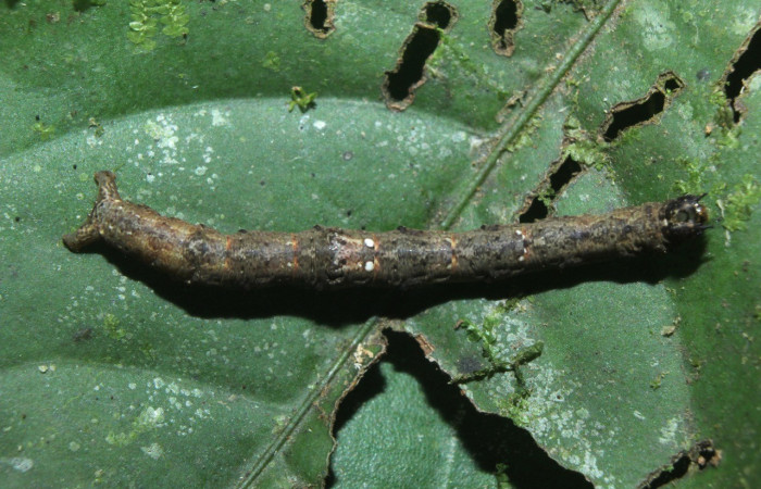 Larva en posición dorsal de <i>Opisthoxia amabilis</i> (Geometridae), U estadio. Sector Pitilla, Estación Quica, Cerro Campana. Voucher 16-SRNP-70915-DHJ733022.jpg.