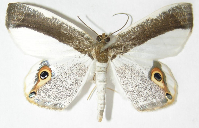 Adulto en posición dorsal de <i>Opisthoxia</i> amabilisDHJ01 (Geometridae). Sector Pitilla, Leonel. Voucher  09-SRNP-71205-DHJ521316.