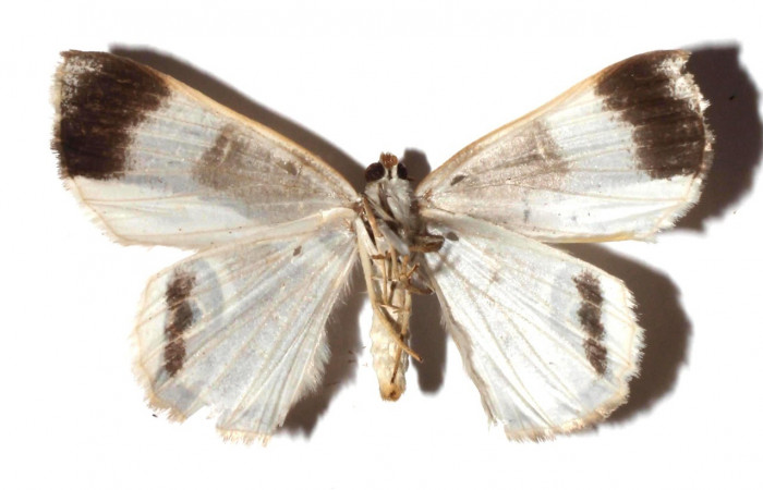 Adulto en posición ventral de <i>Opisthoxia amabilis</i> (Geometridae). Sector SantaMaria, Sendero FOSA. Voucher  17-SRNP-35384-DHJ931199.