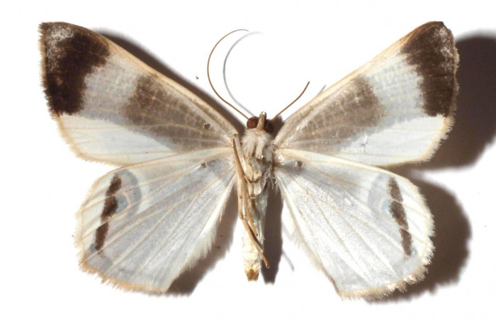 Adulto en posición ventral de <i>Opisthoxia cluana</i> (Geometridae). Sector Santa María, Sendero Fosa. Voucher  17-SRNP-35380-DHJ931201.