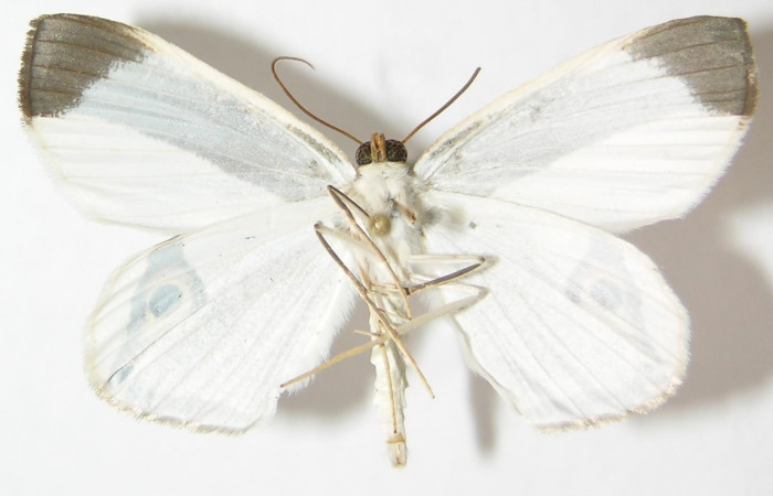 Adulto en posición ventral de <i>Opisthoxia</i> amabilisDHJ01 (Geometridae). Sector Pitilla, Leonel. Voucher  09-SRNP-71205-DHJ521317.