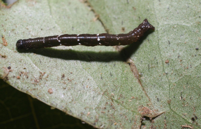 Larva en posición dorsal de <i>Opisthoxia</i> amabilisDHJ01 (Geometridae), PPU estadio. Sector San Cristóbal, Sendero Perdido. Voucher 18-SRNP-2608-DHJ705828.jpg.