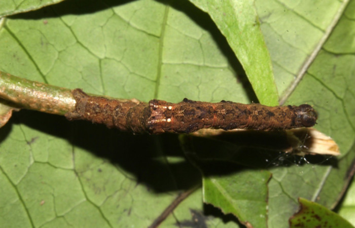 Larva en posición dorsal de <i>Opisthoxia</i> amabilisDHJ01 (Geometridae), PU estadio. Sector Pitilla, Sendero Memos. Voucher 18-SRNP-31188-DHJ745100.jpg.
