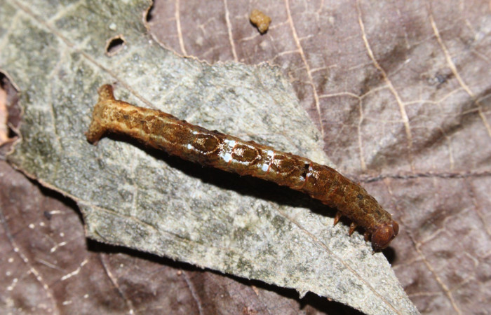 Larva en posición dorsal de <i>Opisthoxia amabilis</i>Figura 3. Larva en posición dorsal de Opisthoxia amabilisDHJ01 (Geometridae), PU estadio. Sector Pitilla, Sendero Memos. Voucher 18-SRNP-31188-DHJ745100.jpg. (Geometridae), PU estadio. Sector Pitilla, Sendero Memos. Voucher 17-SRNP-31994-DHJ739876.jpg.