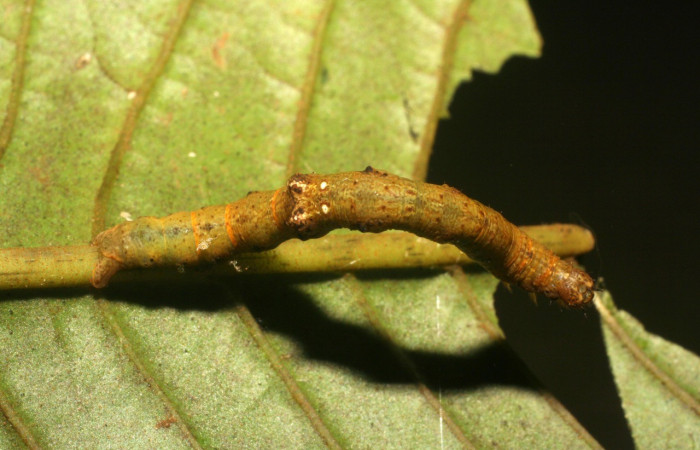 Larva en posición dorsal de <i>Opisthoxia</i> amabilisDHJ02 (Geometridae), U estadio. Sector San Cristóbal, Finca San Gabriel. Voucher 06-SRNP-5215-DHJ410988.jpg.