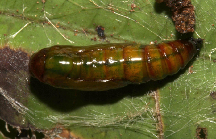 Pupa en posición dorsal de <i>Opisthoxia</i> amabilisDHJ01 (Geometridae), PU estadio. Sector Pitilla, Sendero Cuestona. Voucher 18-SRNP-31811-DHJ747853.jpg.