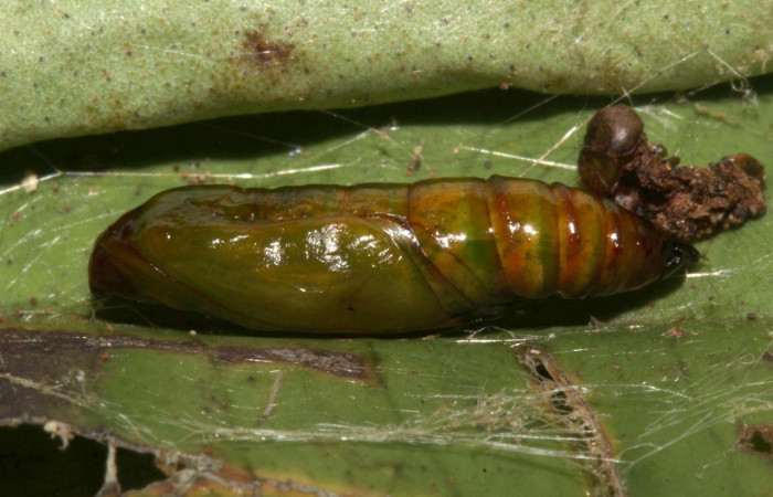Pupa en posición lateral de <i>Opisthoxia</i> amabilisDHJ01 (Geometridae), PU estadio. Sector Pitilla, Sendero Cuestona. Voucher 18-SRNP-31811-DHJ747852.jpg.
