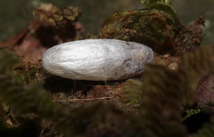 Capullo de parásito bracJanzen01 Janzen01, parásito de la familia Braconidae en <i>Opisthoxia amabilis</i> (Geometridae). Sector Pitilla, Sendero Laguna. Voucher 19-SRNP-31456-DHJ766470.jpg.