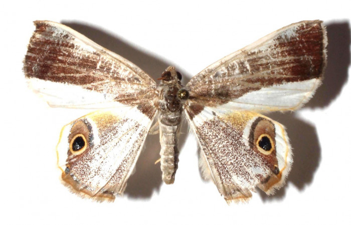 Adulto en posición dorsal de <i>Opisthoxia amabilis</i> (Geometridae). Sector SantaMaria, Sendero FOSA. Voucher  17-SRNP-35384-DHJ931198.