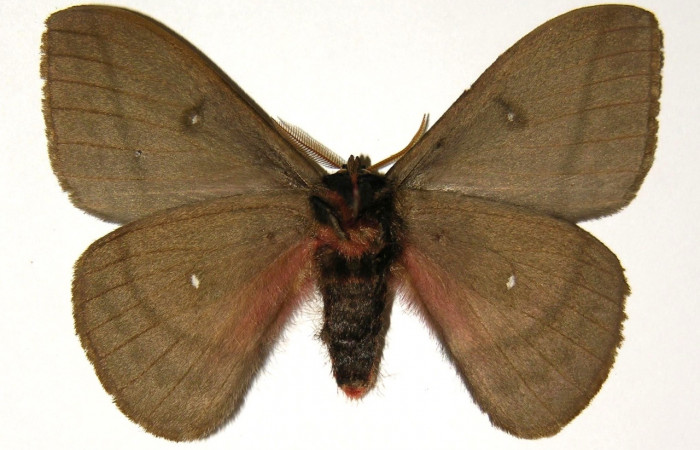 Fig. 2 Vista ventral del macho <i>Automeris managuana</i> (Saturniidae). (03-SRNP-38207-DHJ303757).