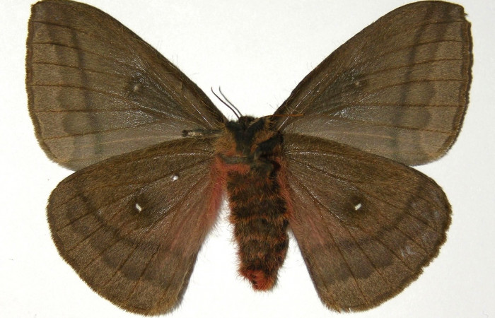 Fig. 4 Vista ventral de la hembra <i>Automeris managuana</i> (Saturniidae). (04-SRNP-47008-DHJ303759).