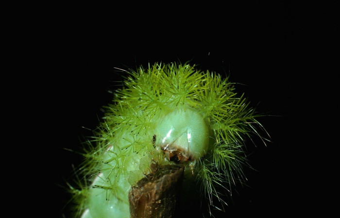 Fig. 8 Vista de la cabeza de <i>Automeris managuana</i> (Saturniidae). (03-SRNP-38209-DHJ80529).