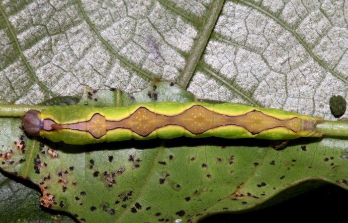 Figura 2. Larva <i>Ginaldia luculenta</i> (Notodontidae), color verde fosforescente en los laterales, en el dorso es color café, posición dorsal, mide 32 mm aproximadamente. Planta hopedera <i>Vochysia guatemalensis</i>, (Vochysiaceae). Voucher: 20-SRNP-40123-DHJ767931.jpg