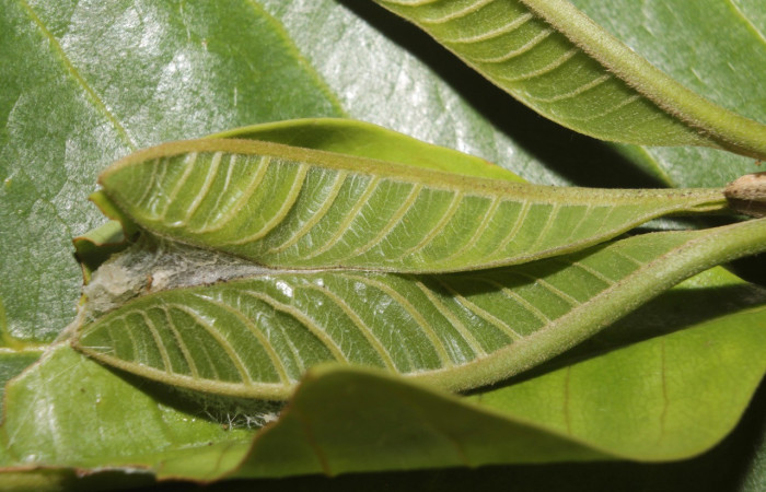 Figura 7. Prepupa <i>Ginaldia luculenta</i> (Notodontidae), casa de hojas. Voucher: 20-SRNP-46031-DHJ719942.jpg.