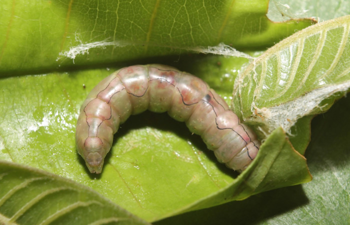 Figura 8. Prepupa <i>Ginaldia luculenta</i> (Notodontidae), color café claro, posición dorsal mide 33 mm aproximadamente. Voucher:  Voucher: 20-SRNP-46031-DHJ719943.jpg.